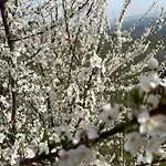 Cannubi San Lorenzo * 바롤로
