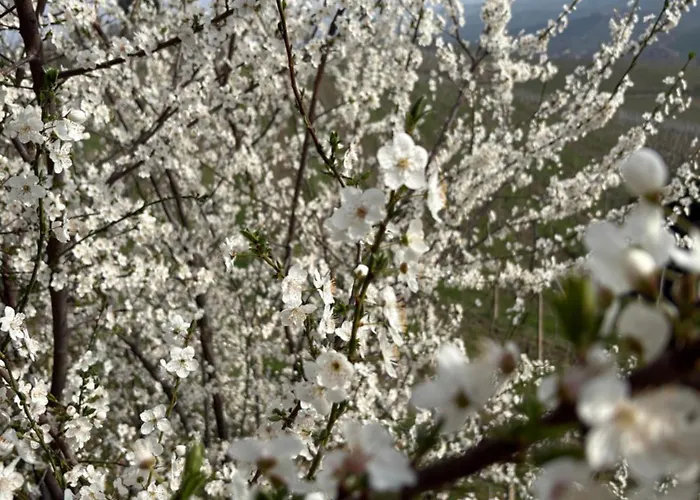 Cannubi San Lorenzo * Barolo